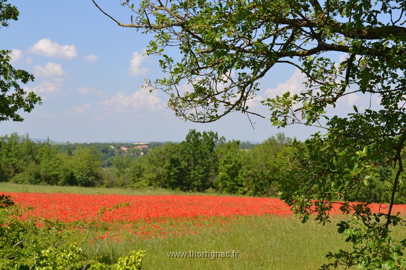 DSC 0132.JPG - Champ de coquelicot dans le Tarn.